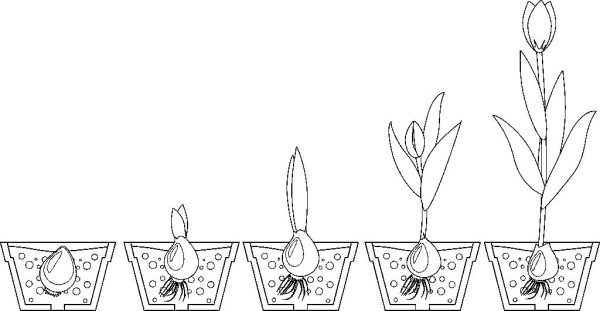 Стадии роста тюльпана
