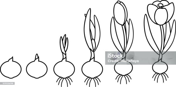 Крокусы этапы роста