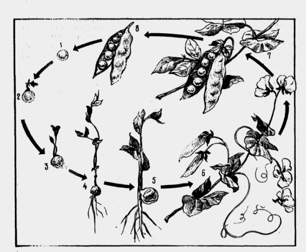 Фазы развития растений гороха