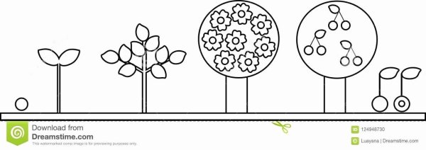 Раскраска этапы роста растения