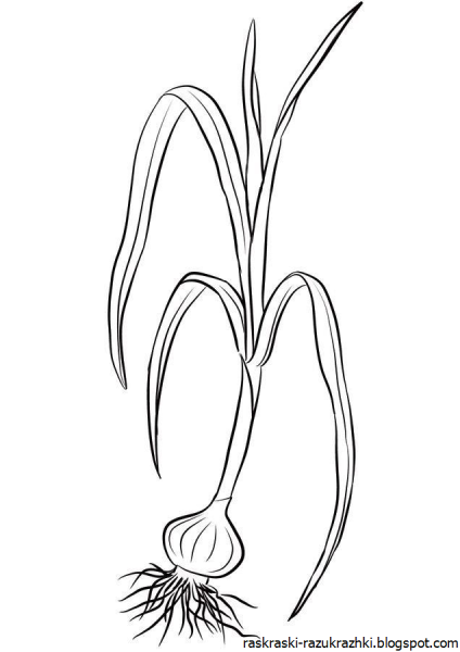 Рисунок лука для раскрашивания