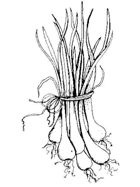 Зеленый лук раскраска