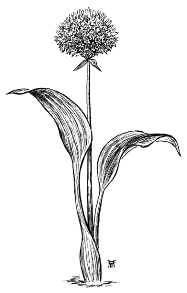 Семейство луковые соцветие