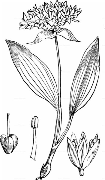 Черемша семейство