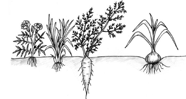 Раскраска овощи на грядке