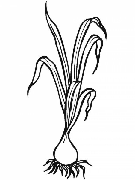 Зеленый лук раскраска для детей