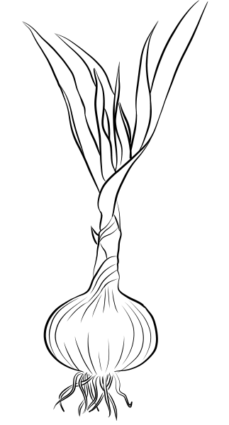 Чеснок раскраска