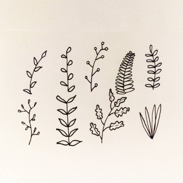 Растения для срисовки