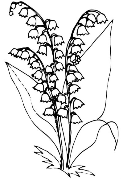 Ландыш Майский