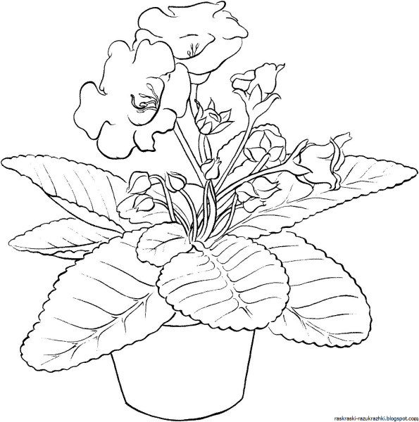 Фиалка узамбарская рисунок