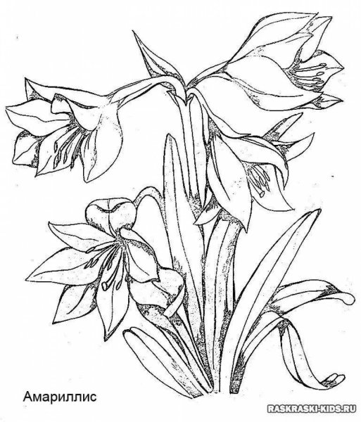 Растения занесенные в красную книгу раскраска