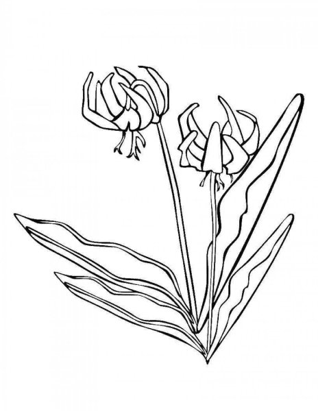 Кандык Сибирский черно белое