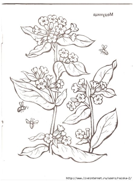 Медуница для срисовки