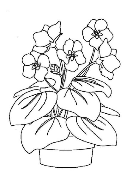 Фиалка узамбарская рисунок