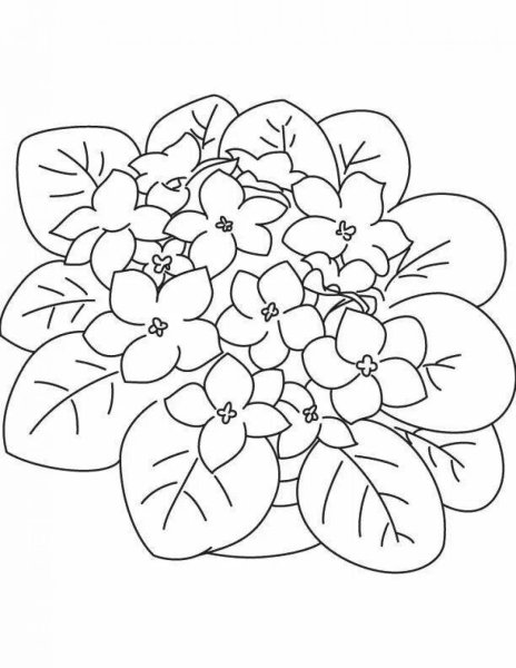 Узамбарская фиалка раскраска