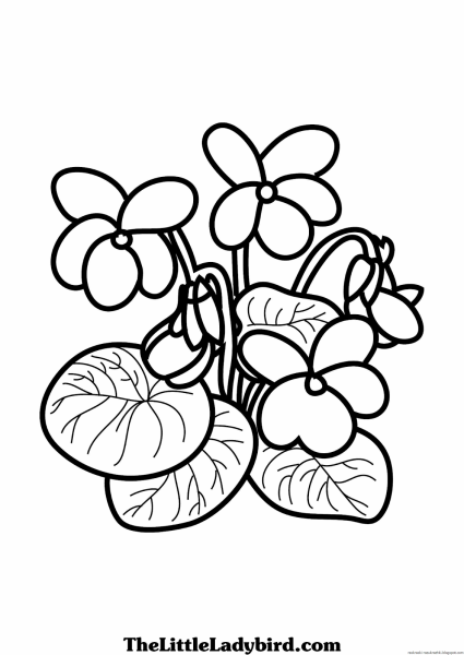 Узамбарская фиалка раскраска