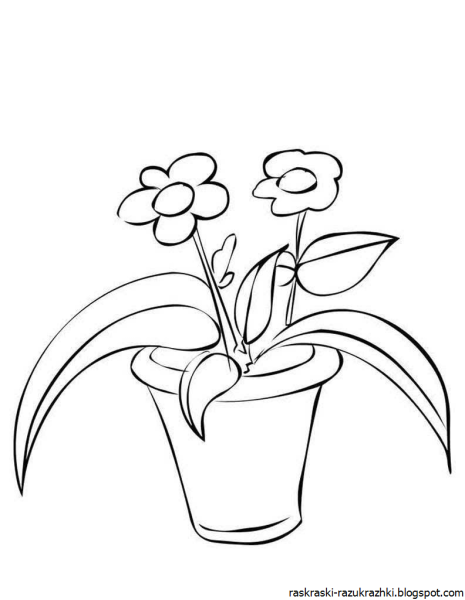Комнатные растения раскраска