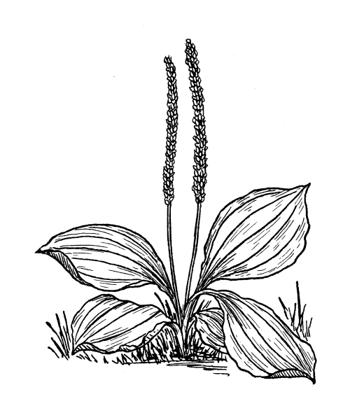 Подорожник большой