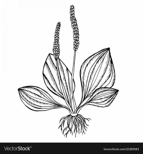 Подорожник раскраска