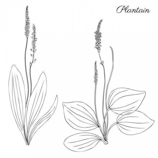 Подорожник раскраска