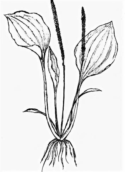 Подорожник карандашом