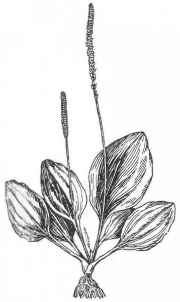 Рис. Подорожник большой