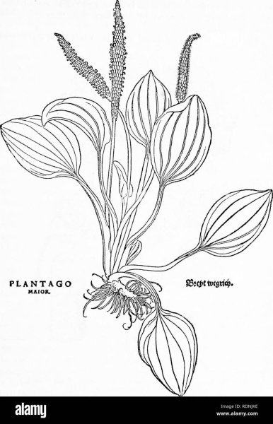 Подорожник раскраска