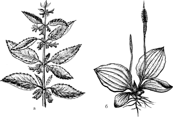 Крапива подорожник Полынь