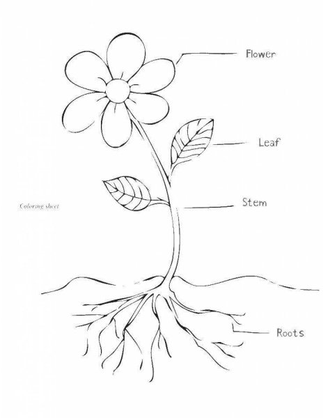 Строение растения