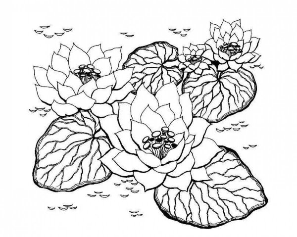 Растения. Раскраска