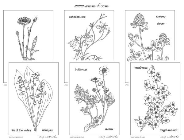 Полевые цветы задания для дошкольников