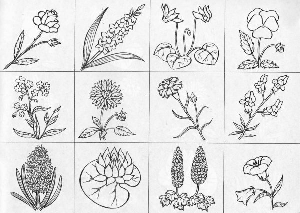 Раскраска растения много