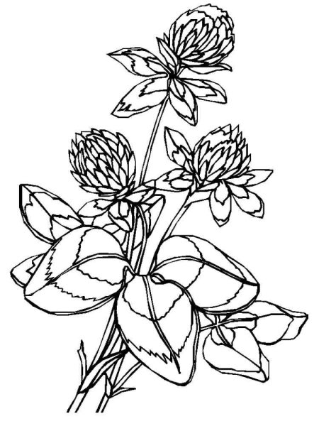 Расскраскалекарственные растения