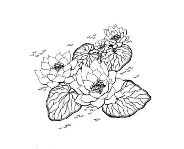 Лотос красная книга раскраска