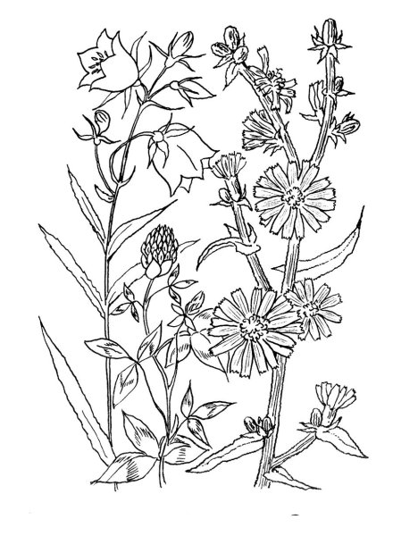 Лекарственные растения раскраска