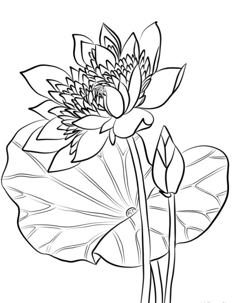 Лотос орехоносный черно-белая