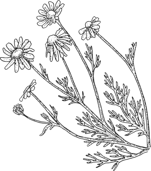 Ромашка аптечная Фармакогнозия