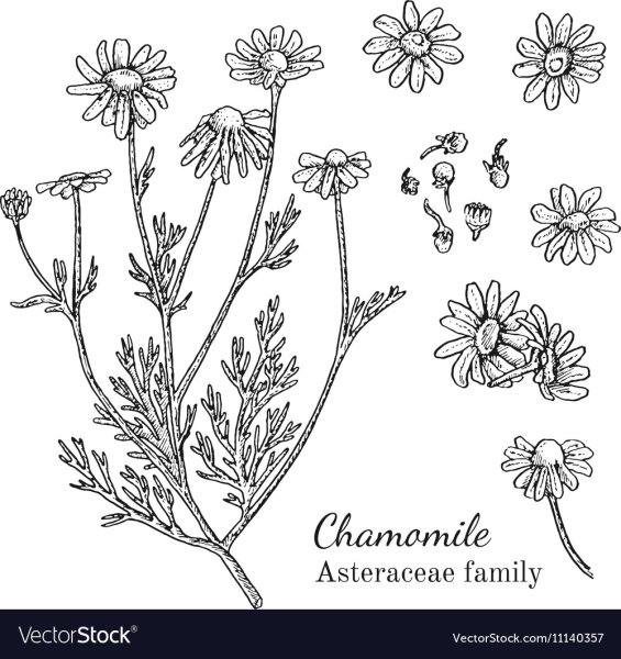 Ромашка аптечная рисунок