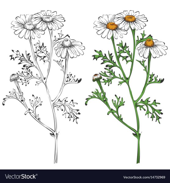 Ромашка лекарственная раскраска для детей