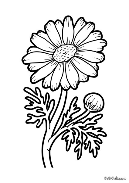 Ромашка лекарственная раскраска