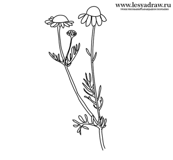 Ромашка аптечная раскраска для детей
