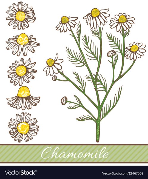 Ромашка лекарственная раскраска для детей