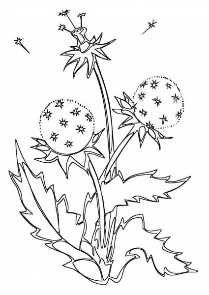 Расскраскалекарственные растения