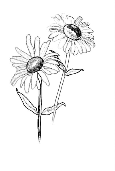 Лекарственные растения раскраска