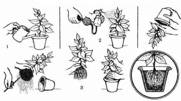 Схема пересадки растений для детей