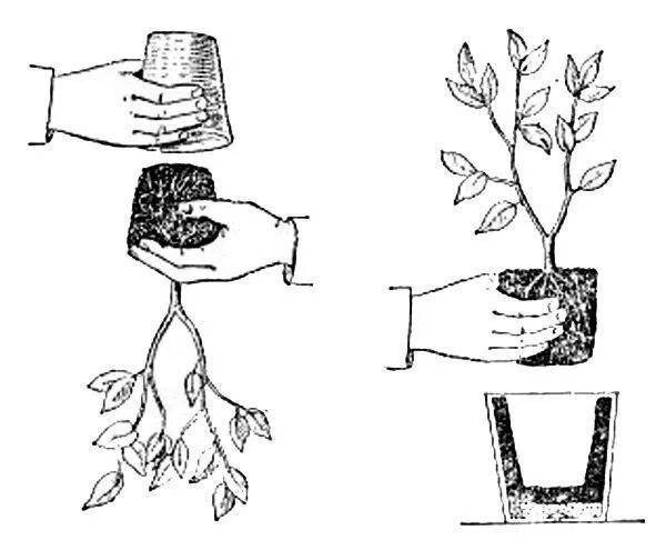 Пересадка и перевалка комнатных растений