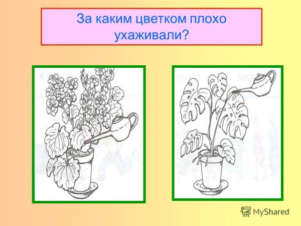 Уход за комнатными цветами задания для детей
