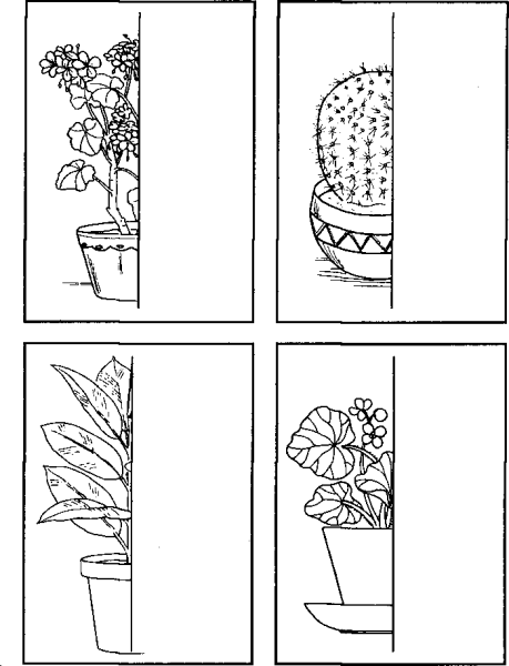 Комнатные растения средняя группа Нищева