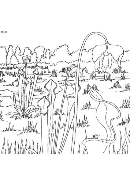 Раскраски о растительном мире для детей