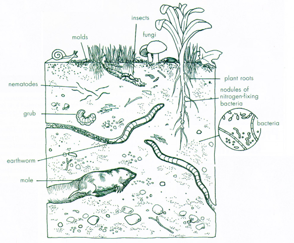 Нарисуй обитателей почвы